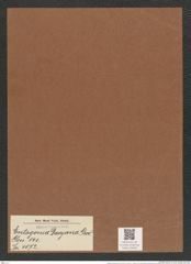 Entogonia davyana Grev. (de-Toni-Nr.: Genus 141, Species 4072) Zeichnungen Sammlung Grunow Mappe 04084 (Herbarium_W_Grunow_drawings_Folder_04084)